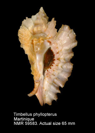 Timbellus phyllopterus.jpg - Timbellus phyllopterus(Lamarck,1822)